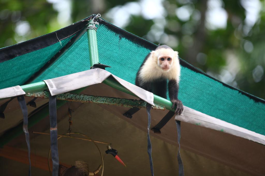 Rafiki Beach Camp Matapalo  외부 사진